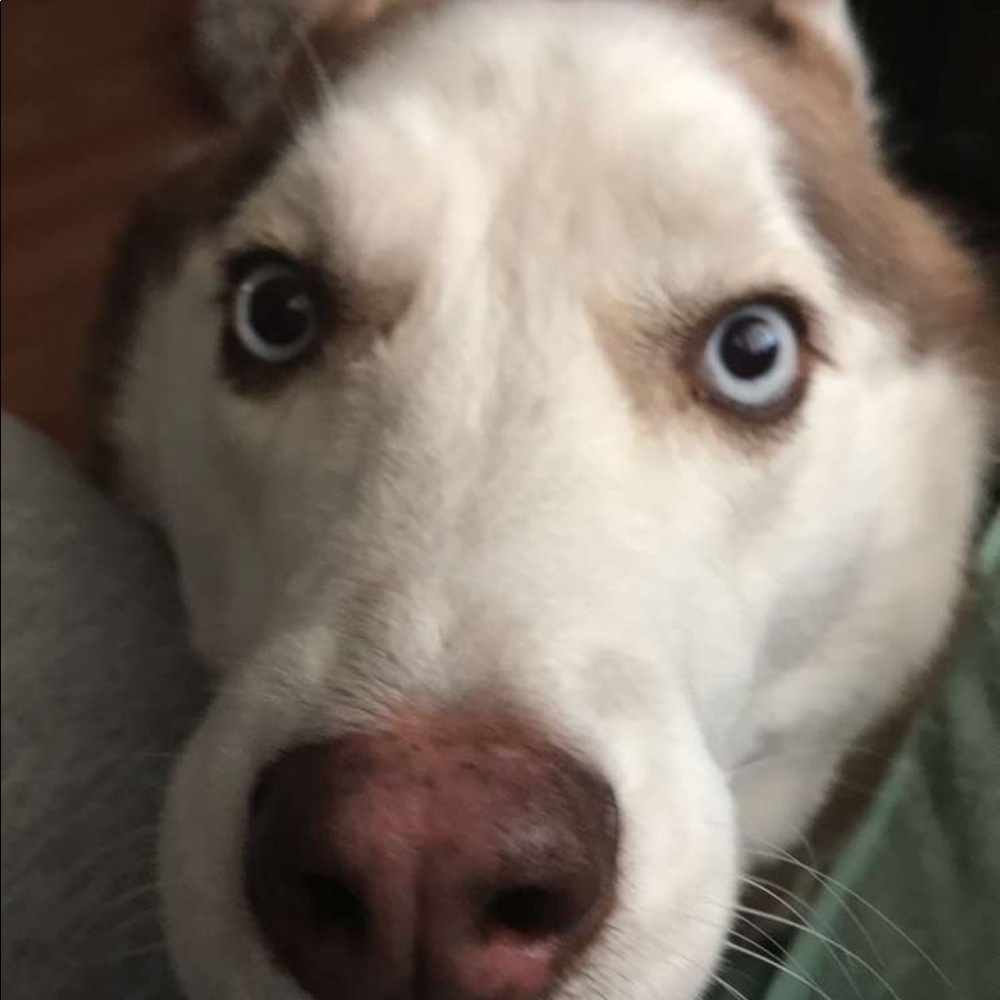 Meet your Posher, Lily